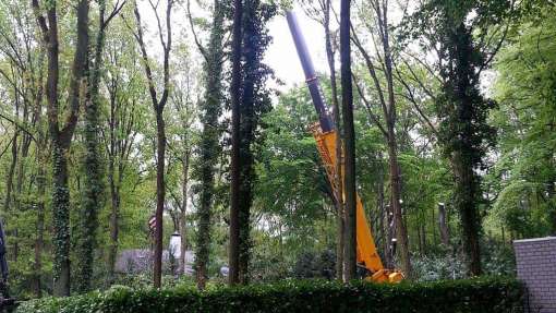 het rooien van beukenbomen bij een woonhuis in Bergen op Zoom 